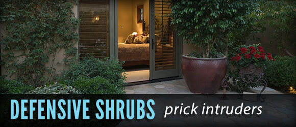 defensive shrubs