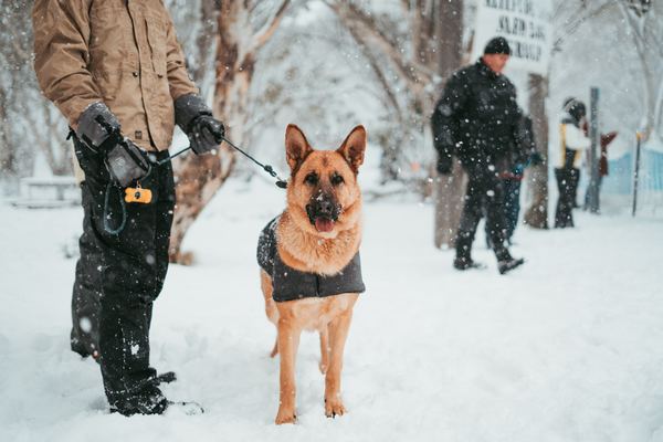 The Difference Between Service, Therapy, and Emotional Support Dogs