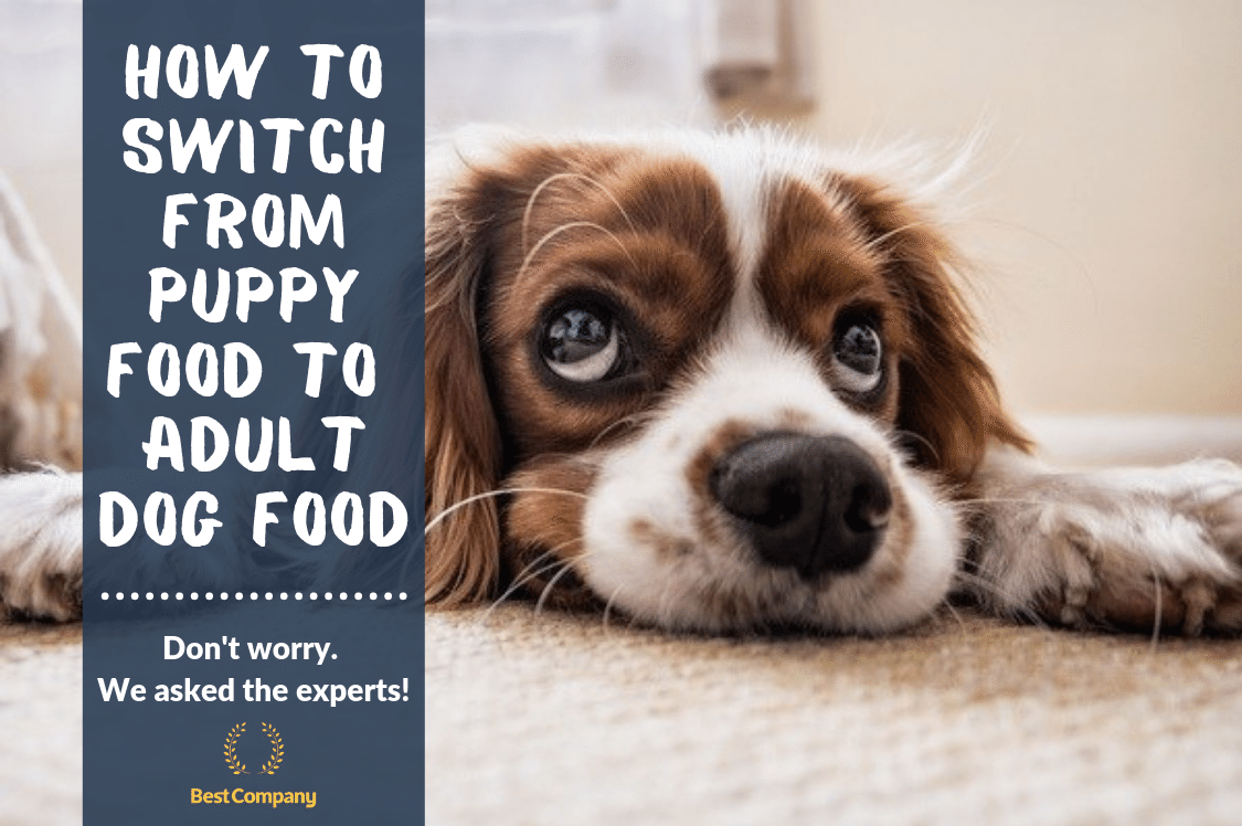 when should i switch from puppy food