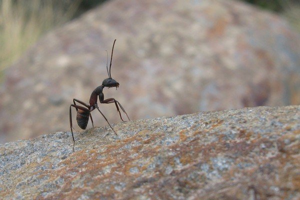 Ant