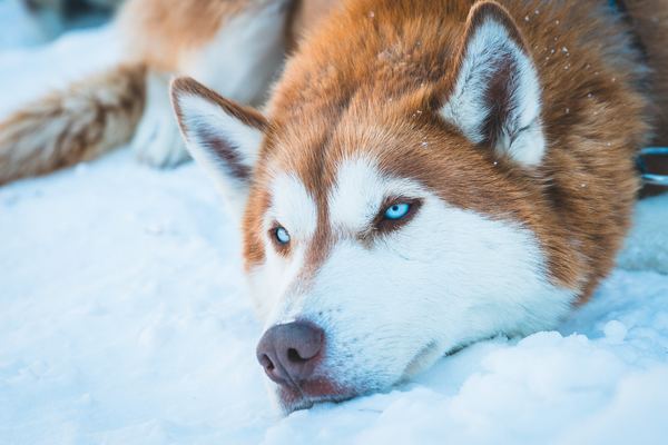 what is the friendliest large dog