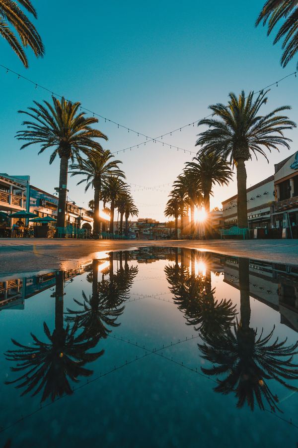 Palm trees