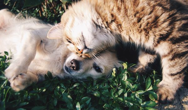 Online Pet Stores