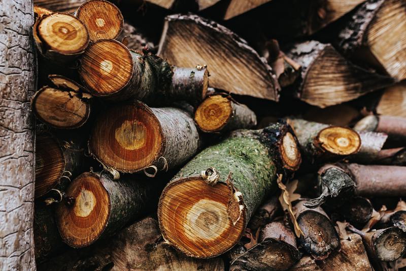 pile of wood and logs