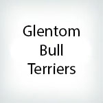 Glentom Bull Terriers Logo